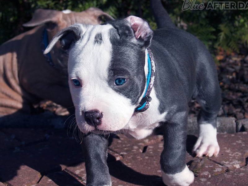 Blue sales amstaff puppies