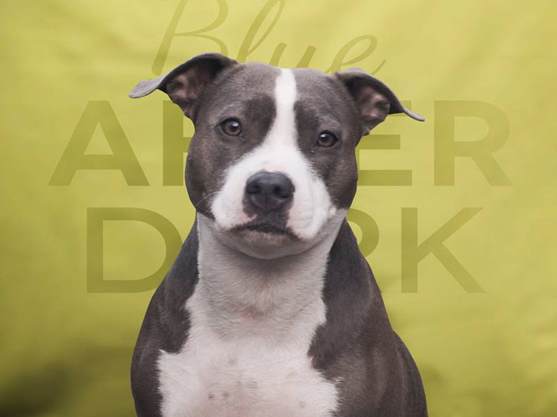 American Staffordshire Terrier Kennel Blue After Dark